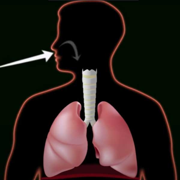 Funcionamiento del Aparato Respiratorio