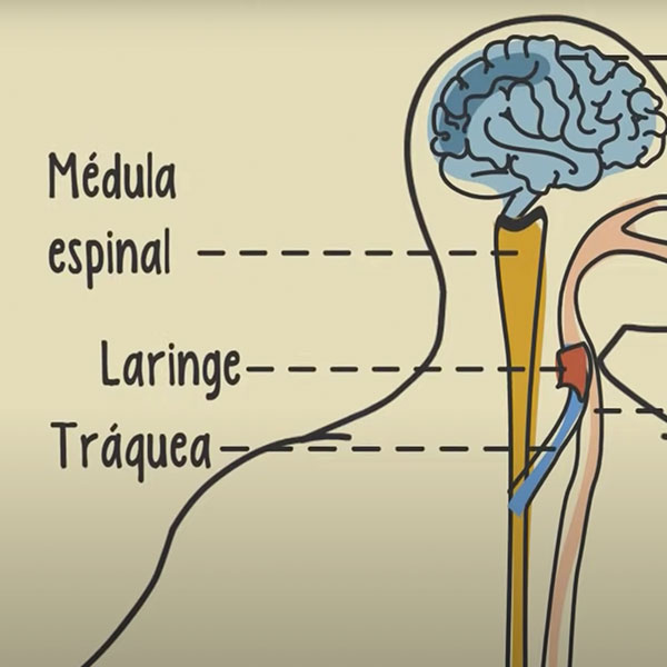 Los Órganos del Cuerpo Humano